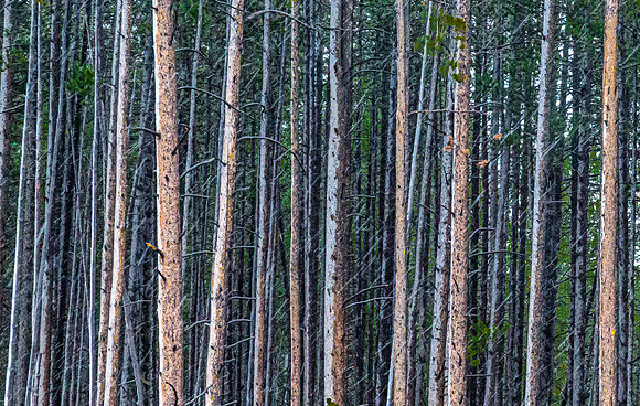 Dense Lodgepole Pine Forest