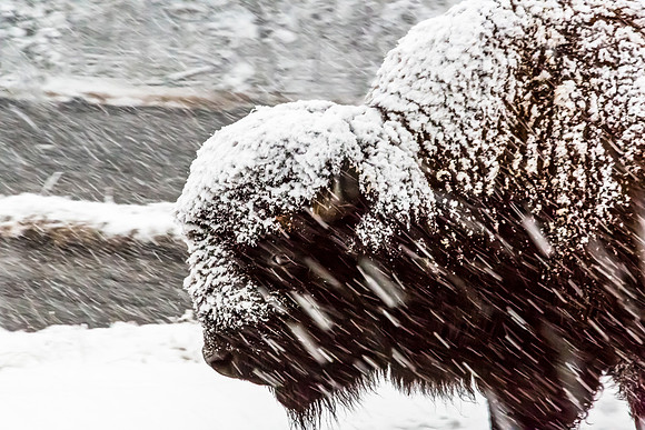 Bison in Snowstorm
