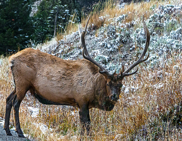 Majestic Elk in Snowy Autumn Field