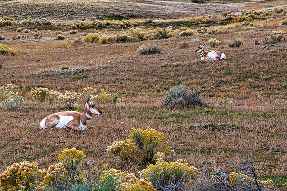 Pronghorn Antelopes in Dry Grassy Field