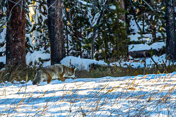 Coyote in Snow-Covered Forest