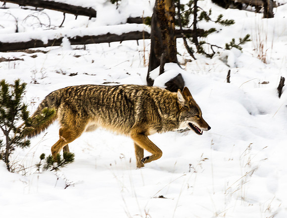 Coyote in Snow