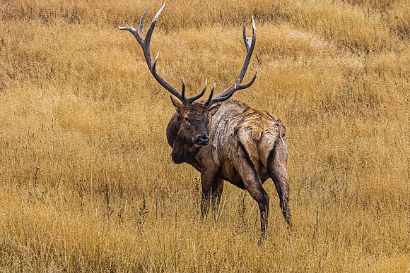 Large Male Elk in Golden Field