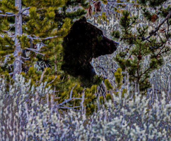 Brown Bear Emerging from Woods