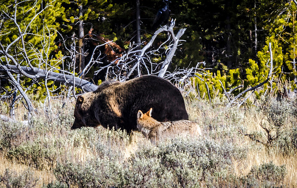 Brown Bear and Coyote in Natural Habitat