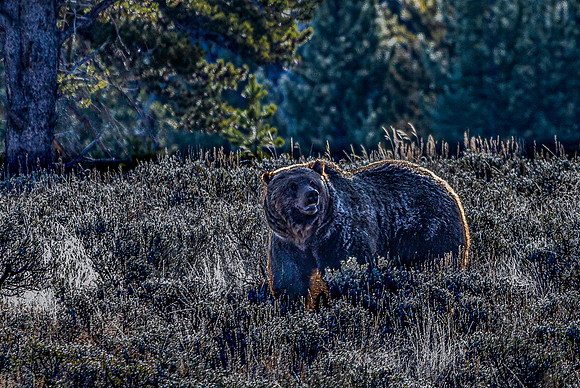 Brown Bear in Frosty Landscape