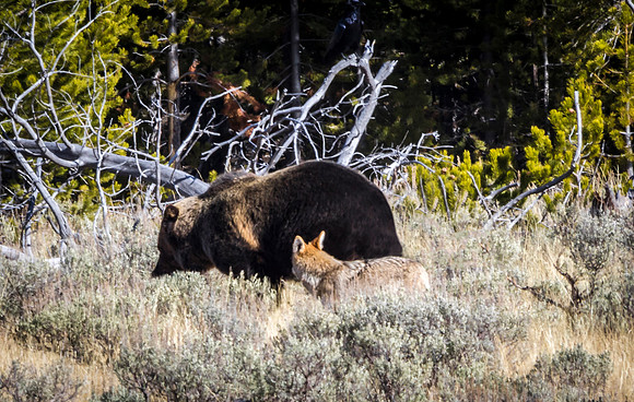 Grizzly Bear and Coyote in Wilderness