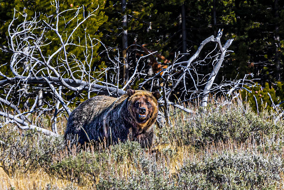Grizzly Bear in Wild Habitat