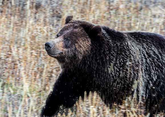 Grizzly Bear Walking Through Dry Grass