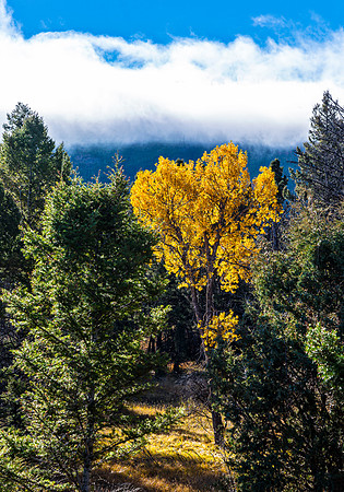 Golden Aspen Trees in Mountain Landscape