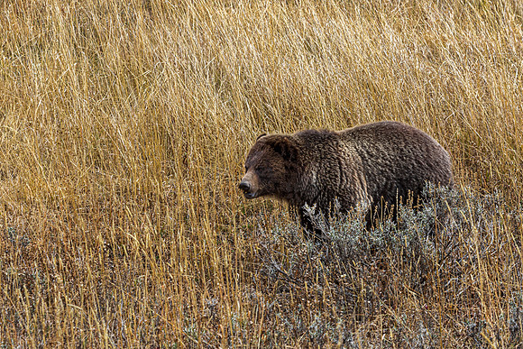 Grizzly Bear in Tall Grass