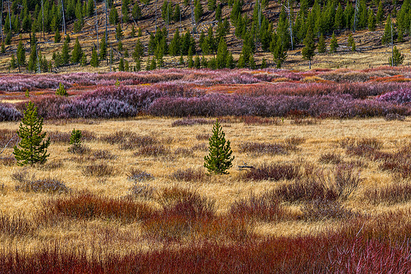Autumn Field with Pine Trees