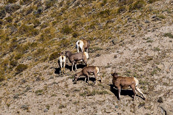 Bighorn Sheep on Rocky Hillside