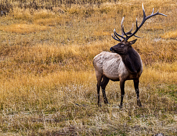 Bull Elk in Grassy Field