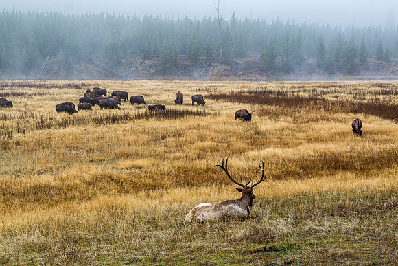 Elk and Bison in Foggy Field