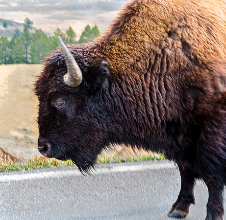 American Bison Near Road