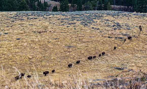 American Bison Herd on Grassy Hillside