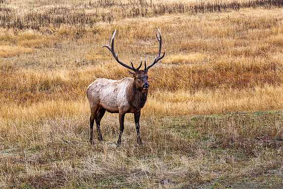 Male Elk in Dry Grass Field