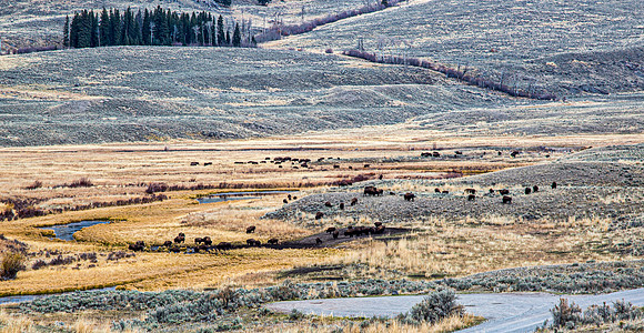 American Bison Herd Grazing in Rolling Landscape