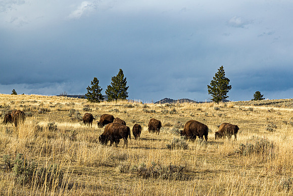 American Bison Grazing