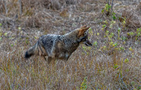 Coyote in Grass