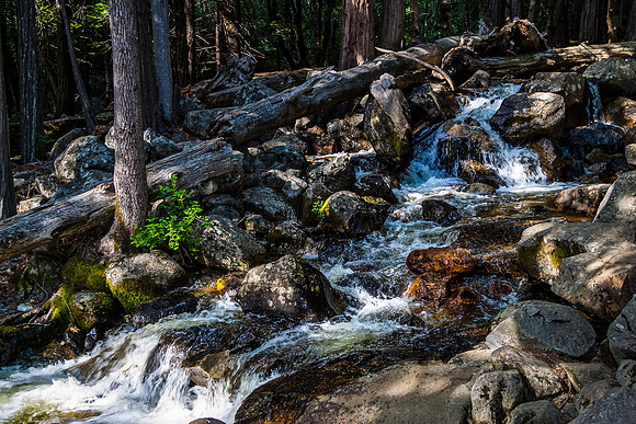 Waterfall in Shaded Forest