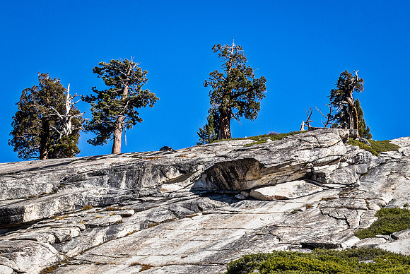 Trees on Granite Rock Formation