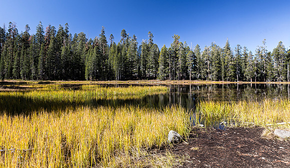 Reflective Lake with Pine Trees and Golden Grass