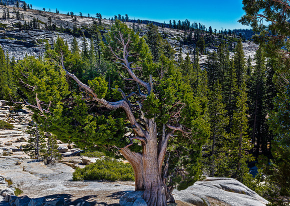 Ancient Juniper Tree in Granite Landscape