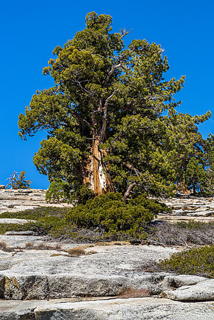 Ancient Juniper Tree in Yosemite National Park
