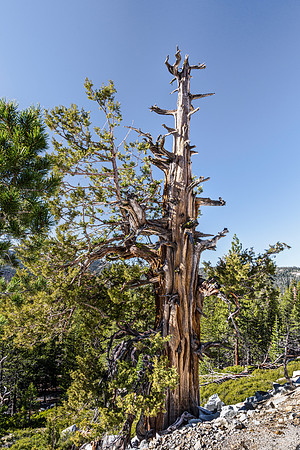 Ancient Gnarled Tree in Forest
