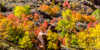 Autumn Leaves on Mountainside