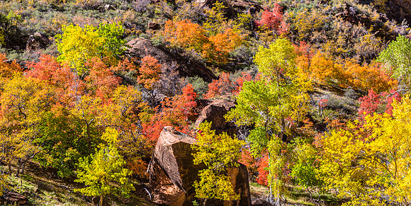 Autumn Leaves on Mountainside