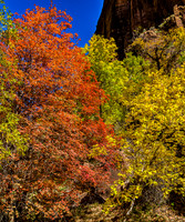 Autumn Colors in the Canyon