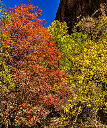 Autumn Colors in the Canyon