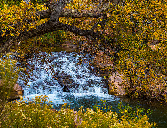 Autumn Stream and Golden Leaves