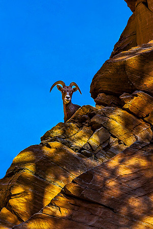 Bighorn Sheep on Rocky Cliff