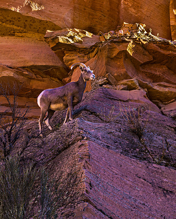 Bighorn Sheep on Cliff