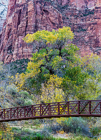 Autumn in Zion