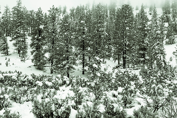 Winter Forest Panorama