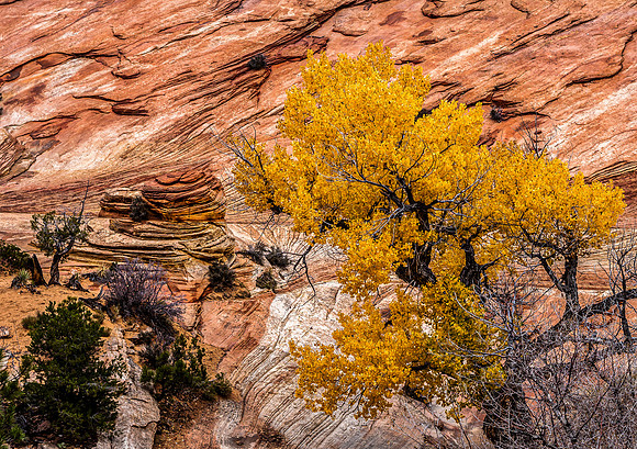 Golden Trees Against Red Sandstone