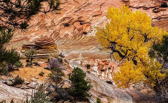 Desert Landscape with Yellow Tree