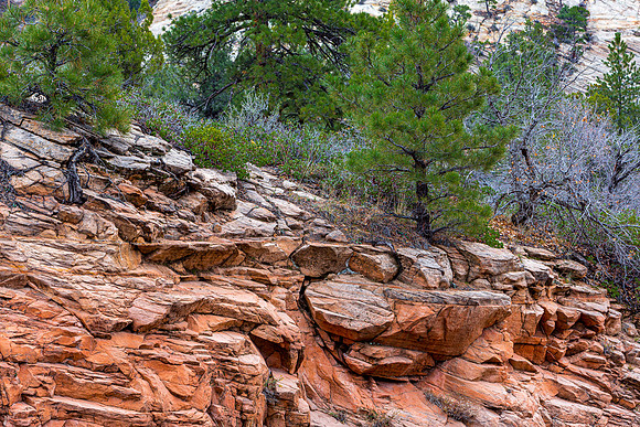 Rocky Hillside Vegetation