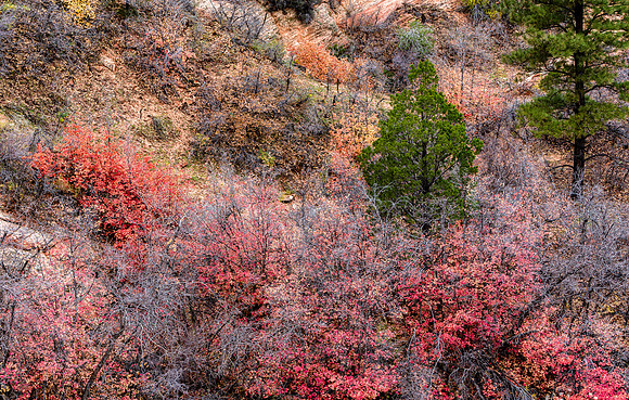 Autumn Forest Colors