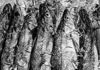 Fresh Fish on Ice