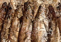 Fresh Fish on Ice