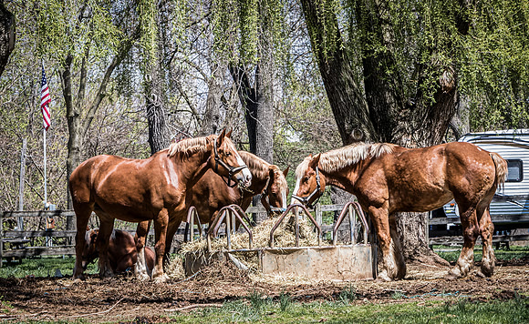 Horses Feeding in Strasburg Township