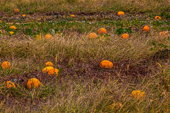 Pumpkin Patch in Jackson County