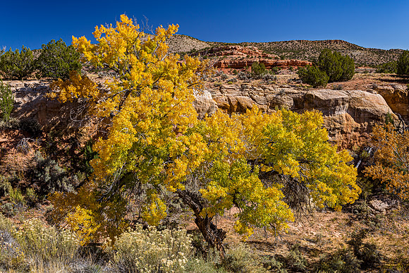 Cottonwood Tree in Desert Landscape