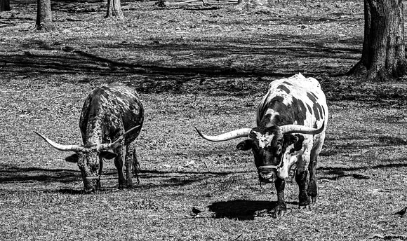 Texas Longhorns Grazing